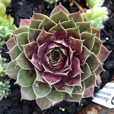 Sempervivum Granby