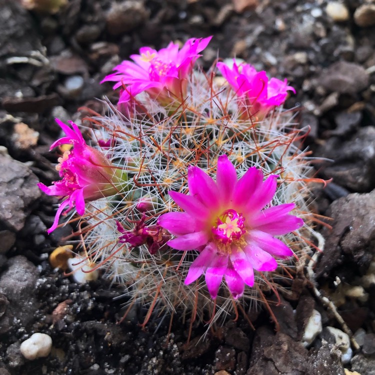 plant image 1204658