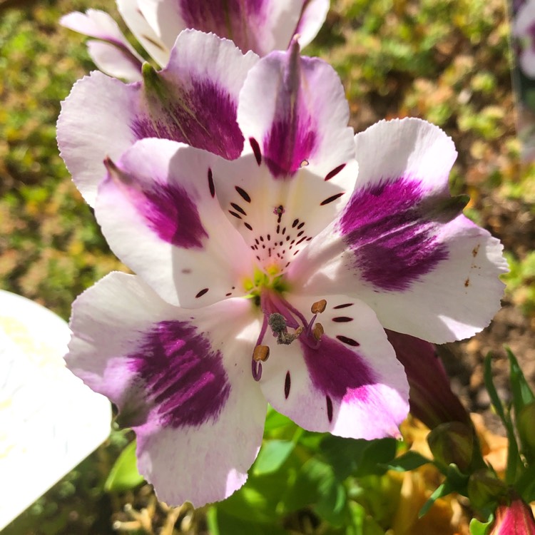 plant image 1204663