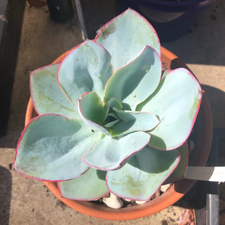 plant image 1207713