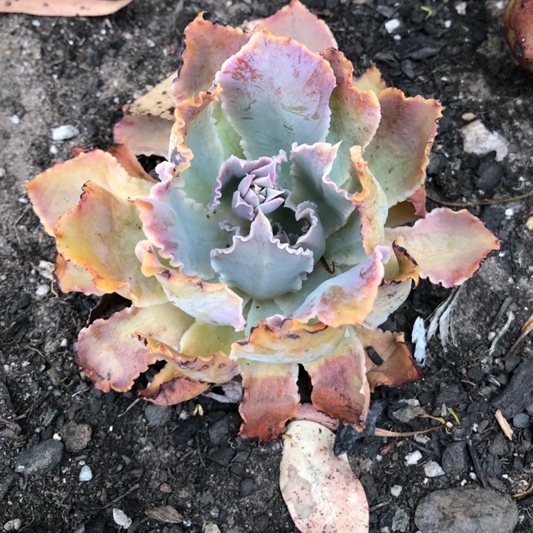 plant image 1211142