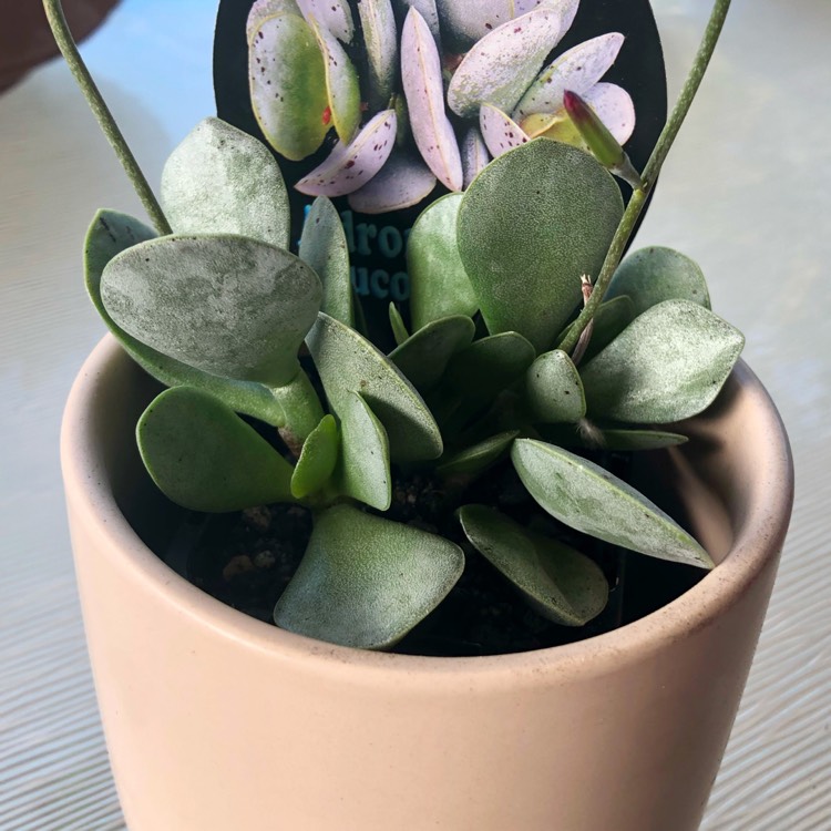 Plant image Adromischus Leucophyllus