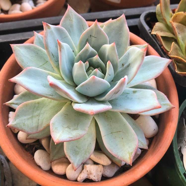 plant image 1224704 plant image 1224704