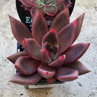 Echeveria Agavoides Romeo