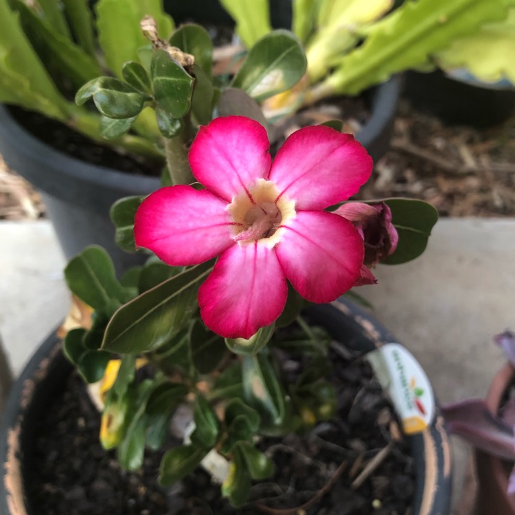 plant image 1231479 plant image 1231479