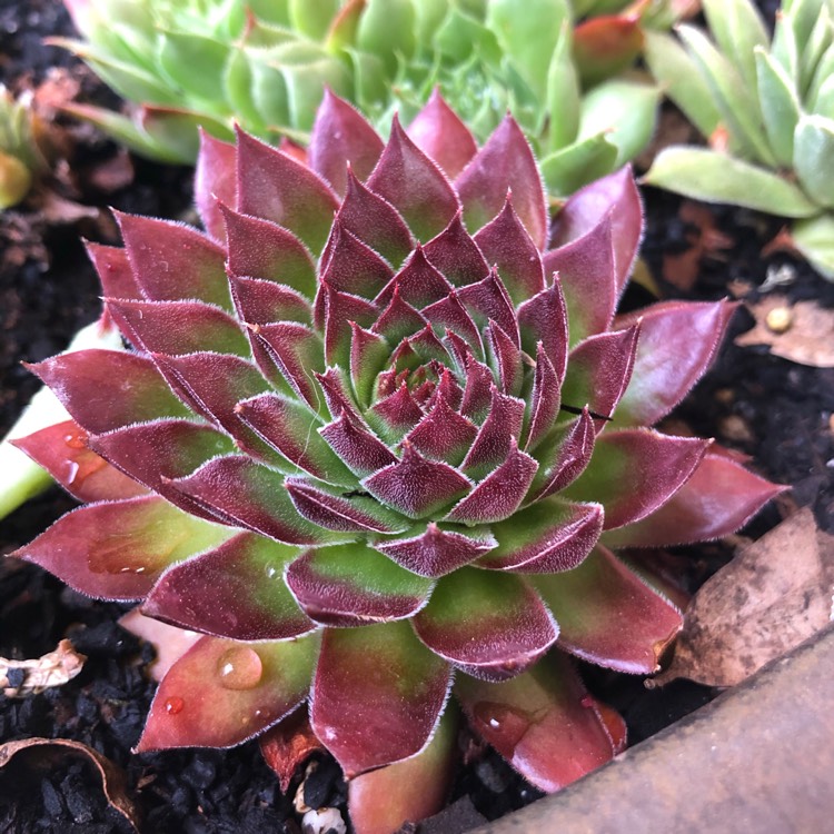Plant image Sempervivum Reward