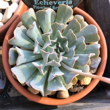 Echeveria Pinwheel Revolution