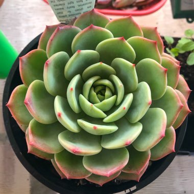 Echeveria Bella Donna