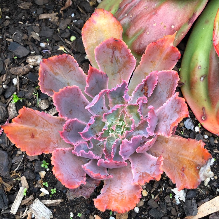 plant image 1305067