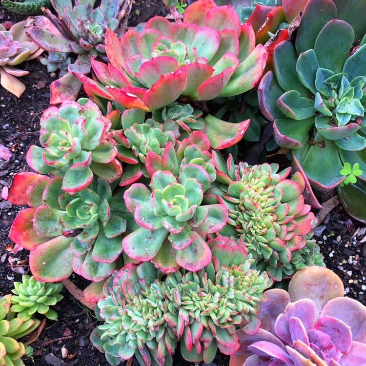 Plant image Echeveria Briar Rose