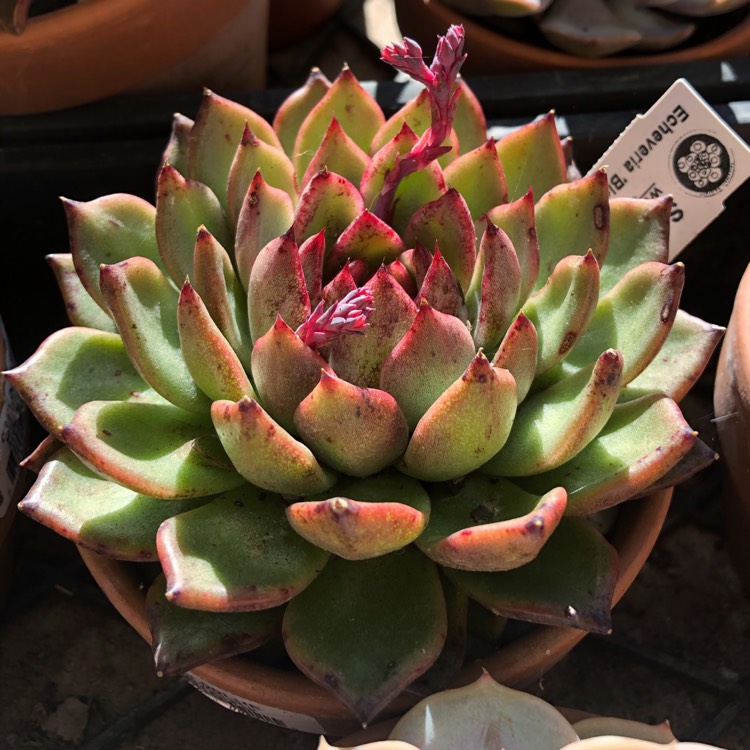 plant image 1324625 plant image 1324625