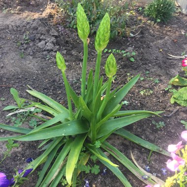Ornithogalum thyrsoides