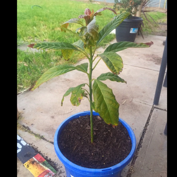 Plant image Persea americana 'Hass'