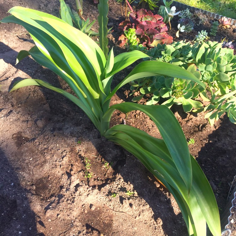 plant image 555958