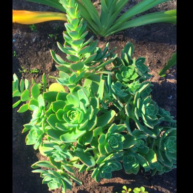 Aeonium Haworthii Dreamcolour