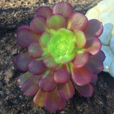 Aeonium Arboreum Velour