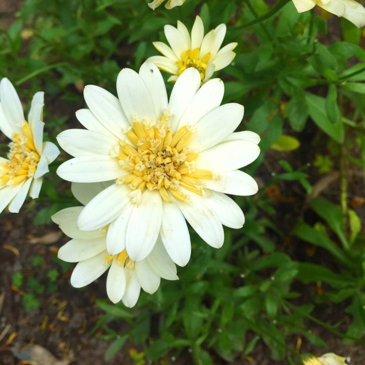 plant image 557846