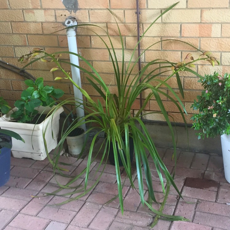 plant image 557910