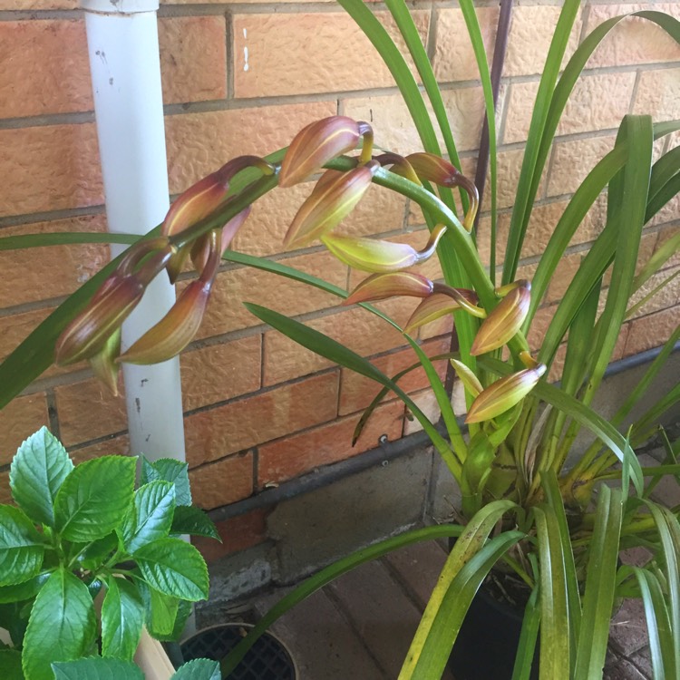 plant image 557912