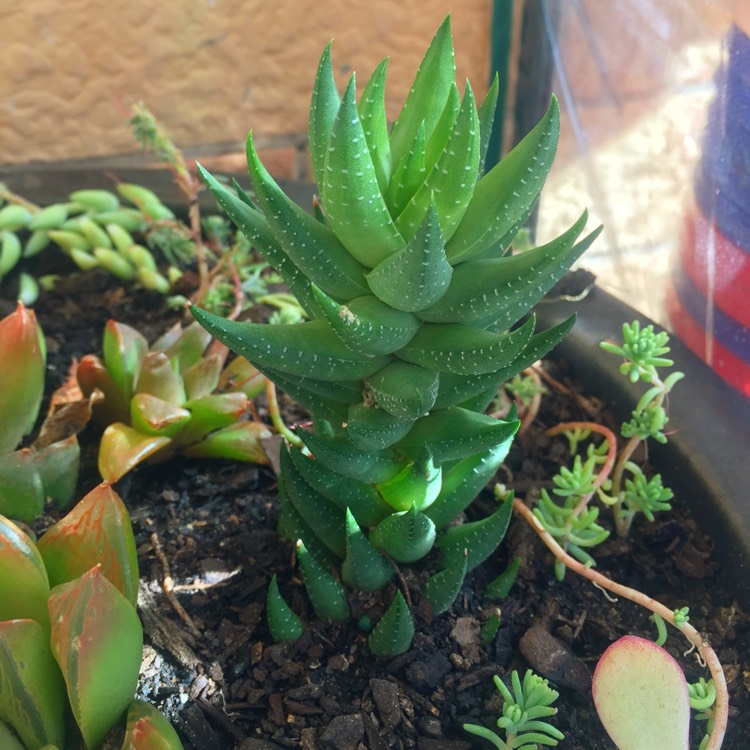 Plant image Haworthiopsis coarctata var. coarctata syn. Haworthia coarctata, Haworthia resendeana