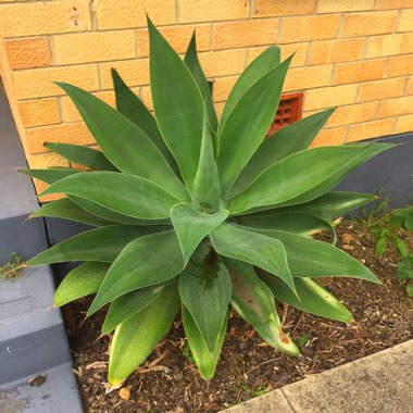 Agave attenuata