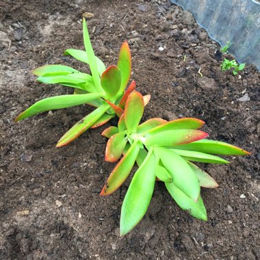Crassula capitella 'Campfire'