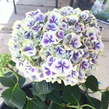 Hydrangea