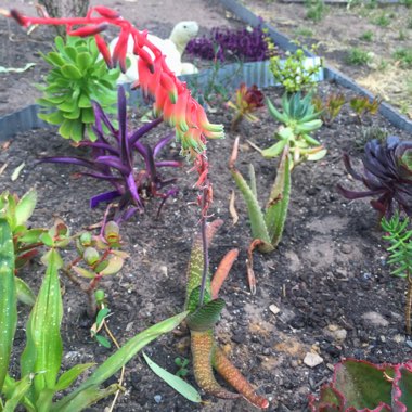Gasteria