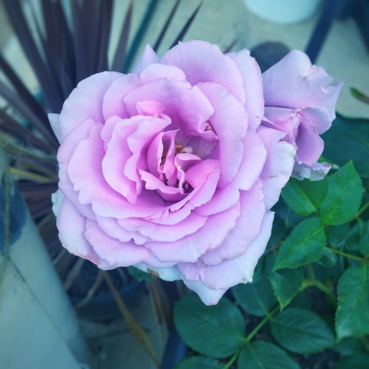 Plant image Rosa 'Tannacht' syn. Rosa 'Blue Moon', Rosa 'Blue Munday', Rosa 'Sissi', Rosa 'Navo-Rose', Rosa 'Mainzer Rad', Rosa 'Mainzer Fastnacht'