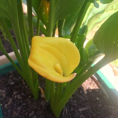 Zantedeschia 'San Remo'