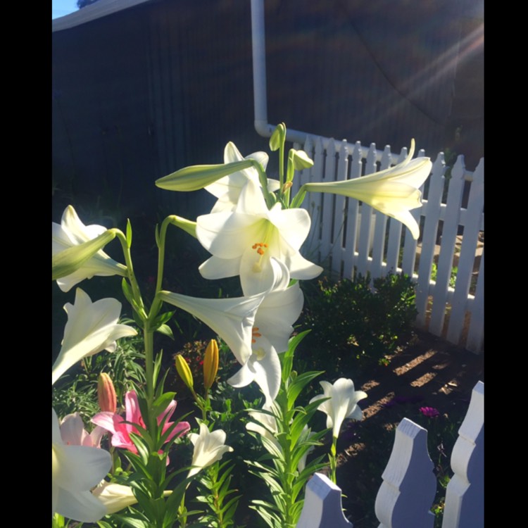 plant image 588699