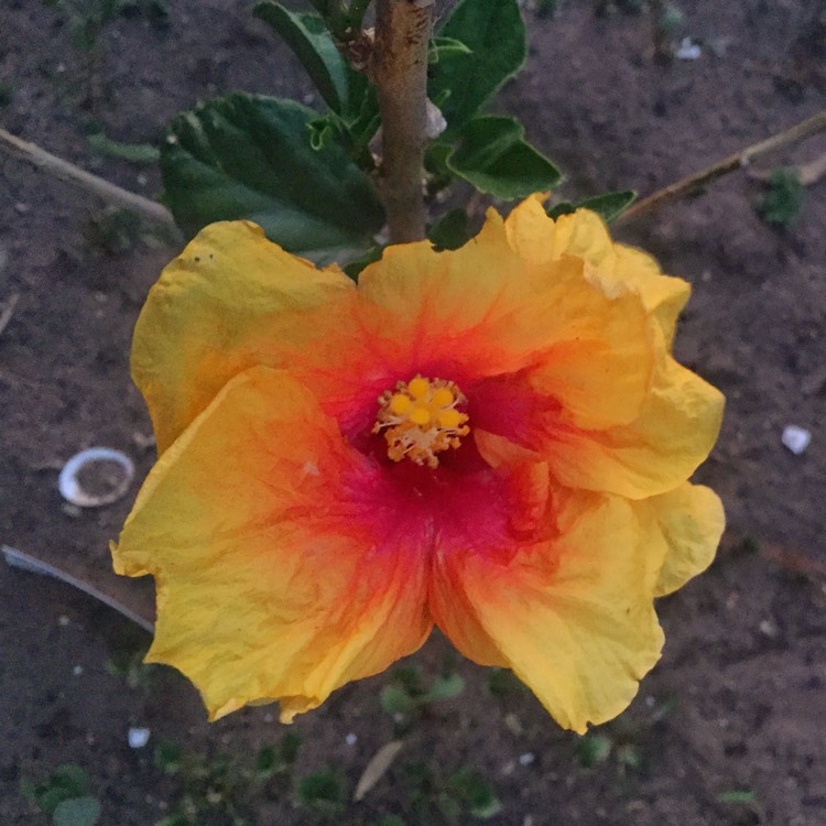 Plant image Hibiscus rosa-sinensis 'Rio Clara'