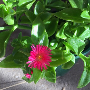 Aptenia cordifolia