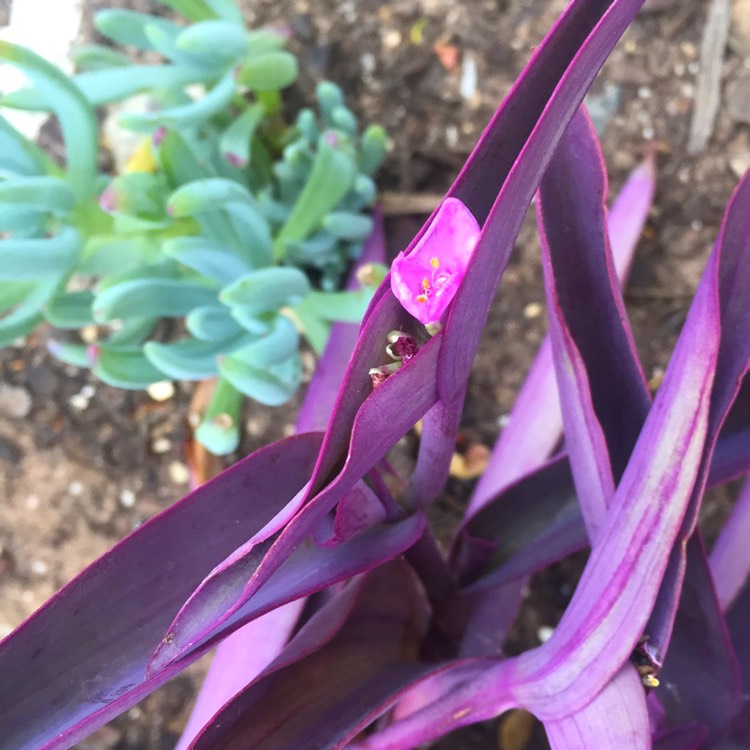 Plant image Tradescantia pallida 'Purpurea' syn. Tradescantia pallida 'Purple Heart'