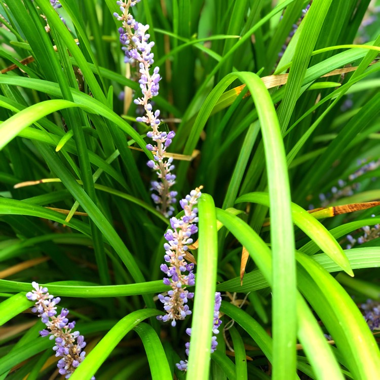 Plant image Liriope gigantea syn. Liriope muscari 'Evergreen Giant', Liriope 'Gigantea'