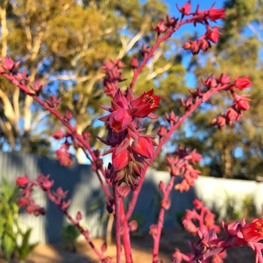 Echeveria Dick's Pink