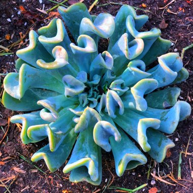 Echeveria Runyonii var. Topsy Turvy