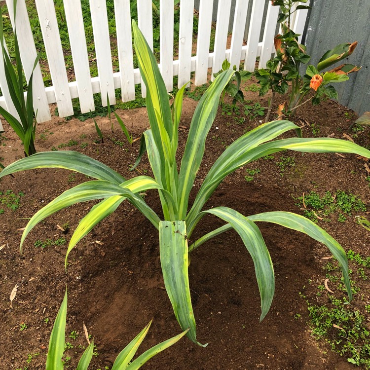 Plant image Beschorneria Yuccoides