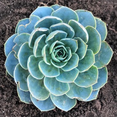 Echeveria Domingo