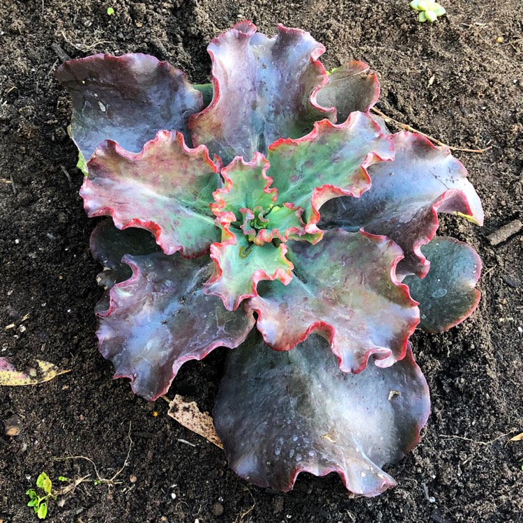 plant image 770267
