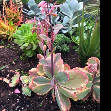 Kalanchoe fedtschenkoi 'Variegata'
