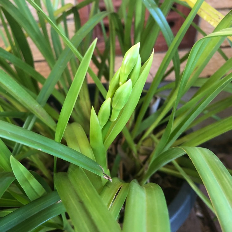 plant image 780981