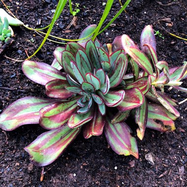 Echeveria Nodulosa