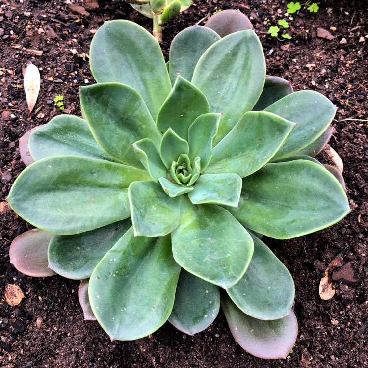 plant image 825251 plant image 825251