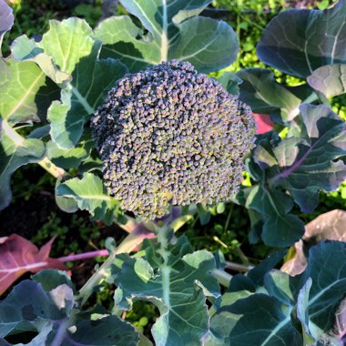 Brassica oleracea (Italica Group)