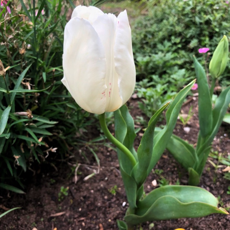 plant image 834168