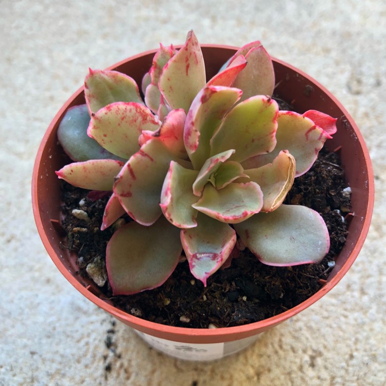 plant image 836637 plant image 836637