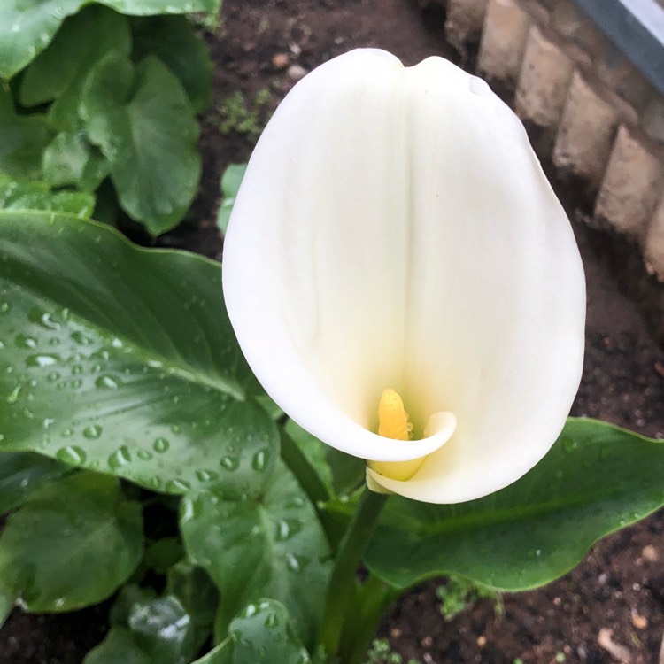 plant image 837354 plant image 837354