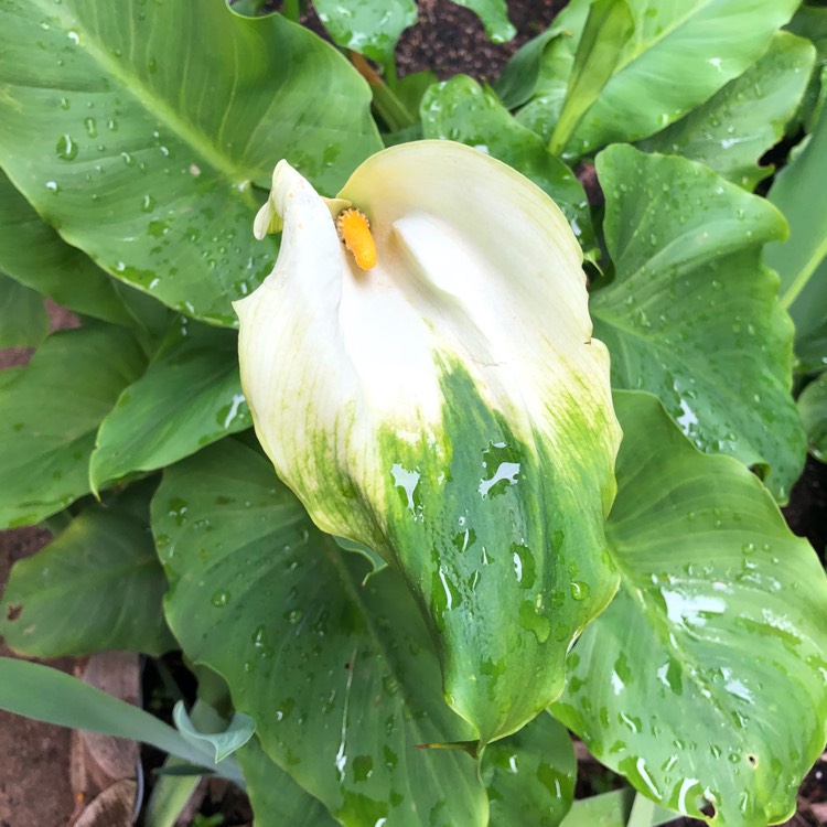 plant image 837359 plant image 837359