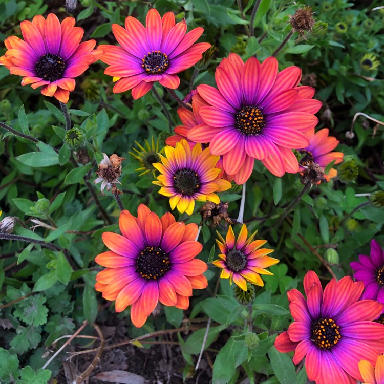 Plant image Osteospermum 'Elite Magenta Fire'
